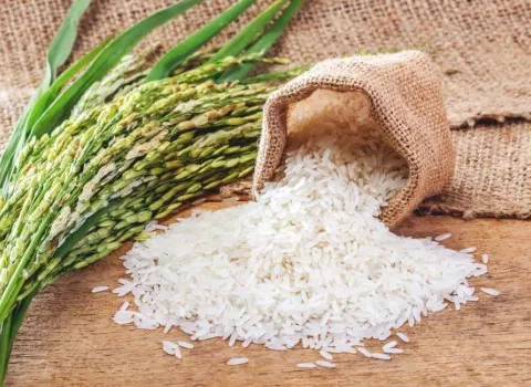 خرید و قیمت برنج شمال با کیفیت + فروش صادراتی